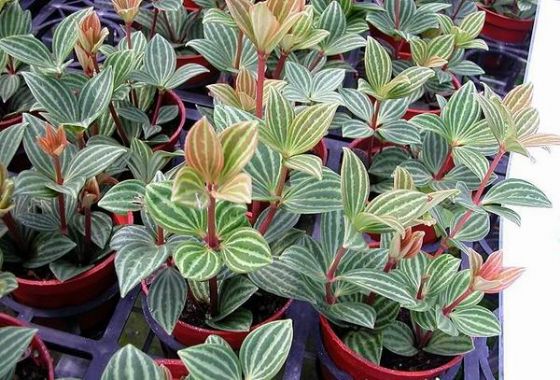 展开全部 白脉椒草