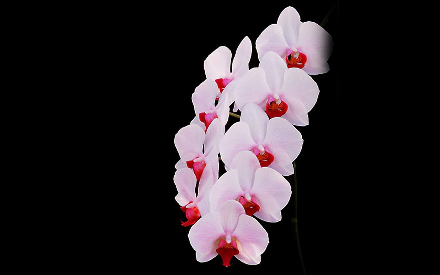 黑色背景下的超清兰花壁纸第二辑高清大图预览1440x900_植物壁纸下载