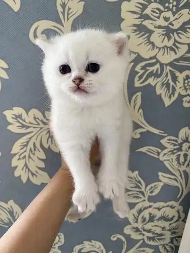 眼色素超可的银点弟弟妹妹,纯正银点,晚晚同款