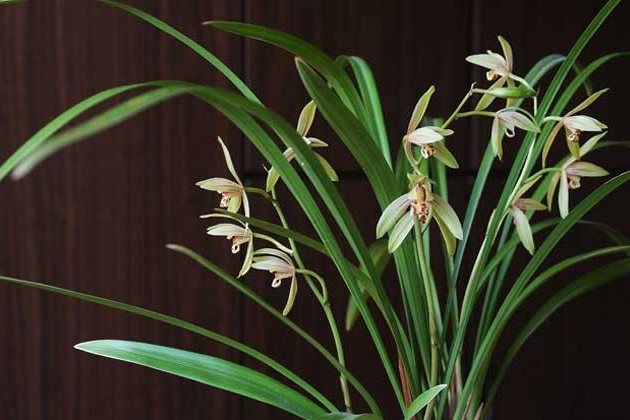 十种名贵的兰花欣赏图鉴 - 运河边百科网