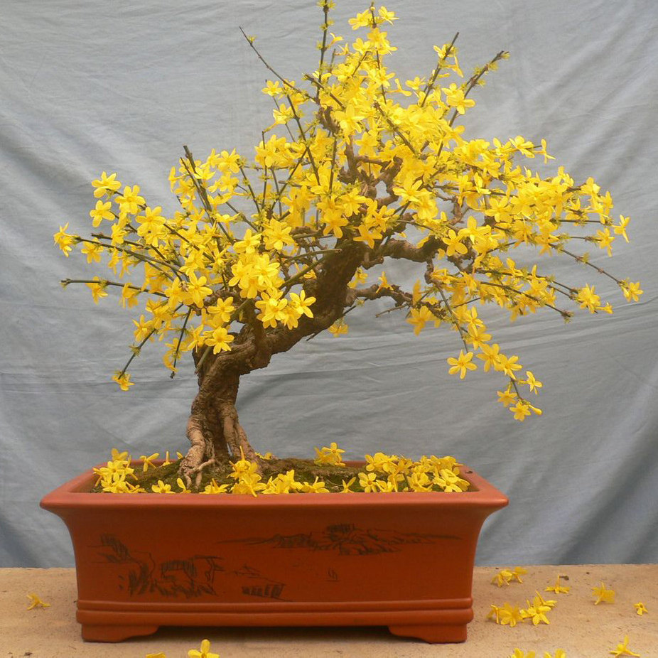 一折迎春花盆景老桩
