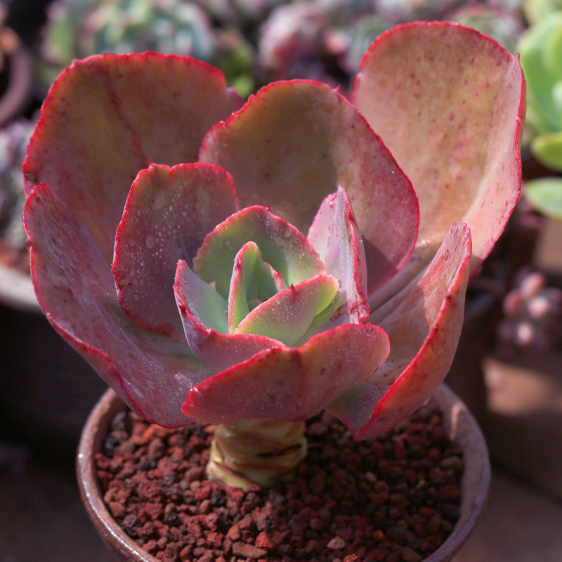 初吻多肉植物巨型大株老桩云南肉肉绿植盆栽绿植