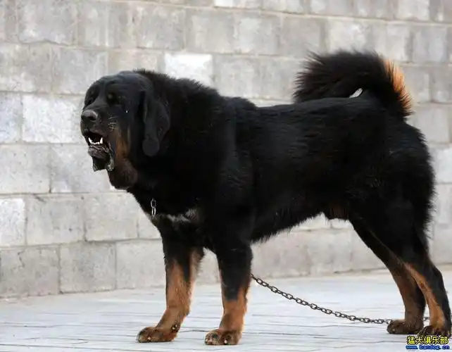 古老版纯种藏獒北京哮天獒园