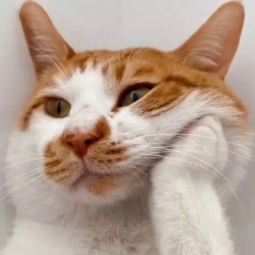 忍不住想要分享的猫咪头像有趣