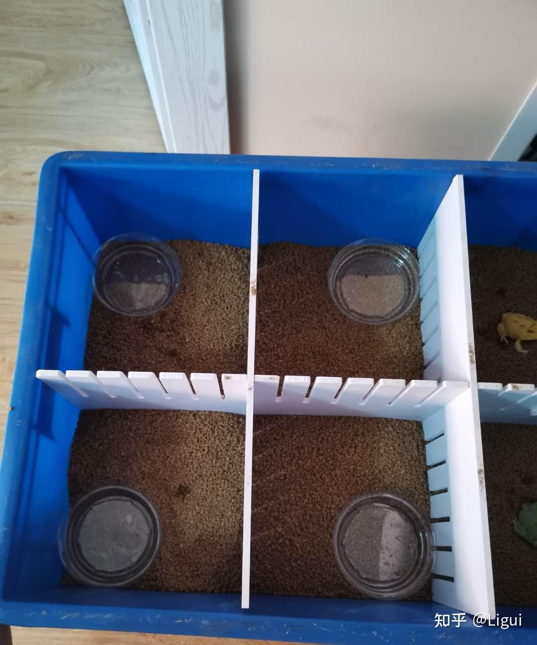 角蛙饲养二之环境布置