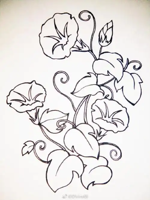 牵牛花怎么画牵牛花的画法喇叭花简笔画教程牵牛花卡通画绘画教程2