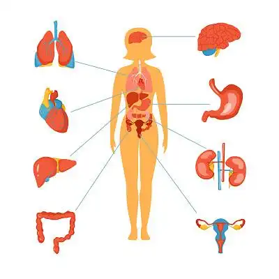 卡通人体元素医学解剖不同器官展示女性身体结构