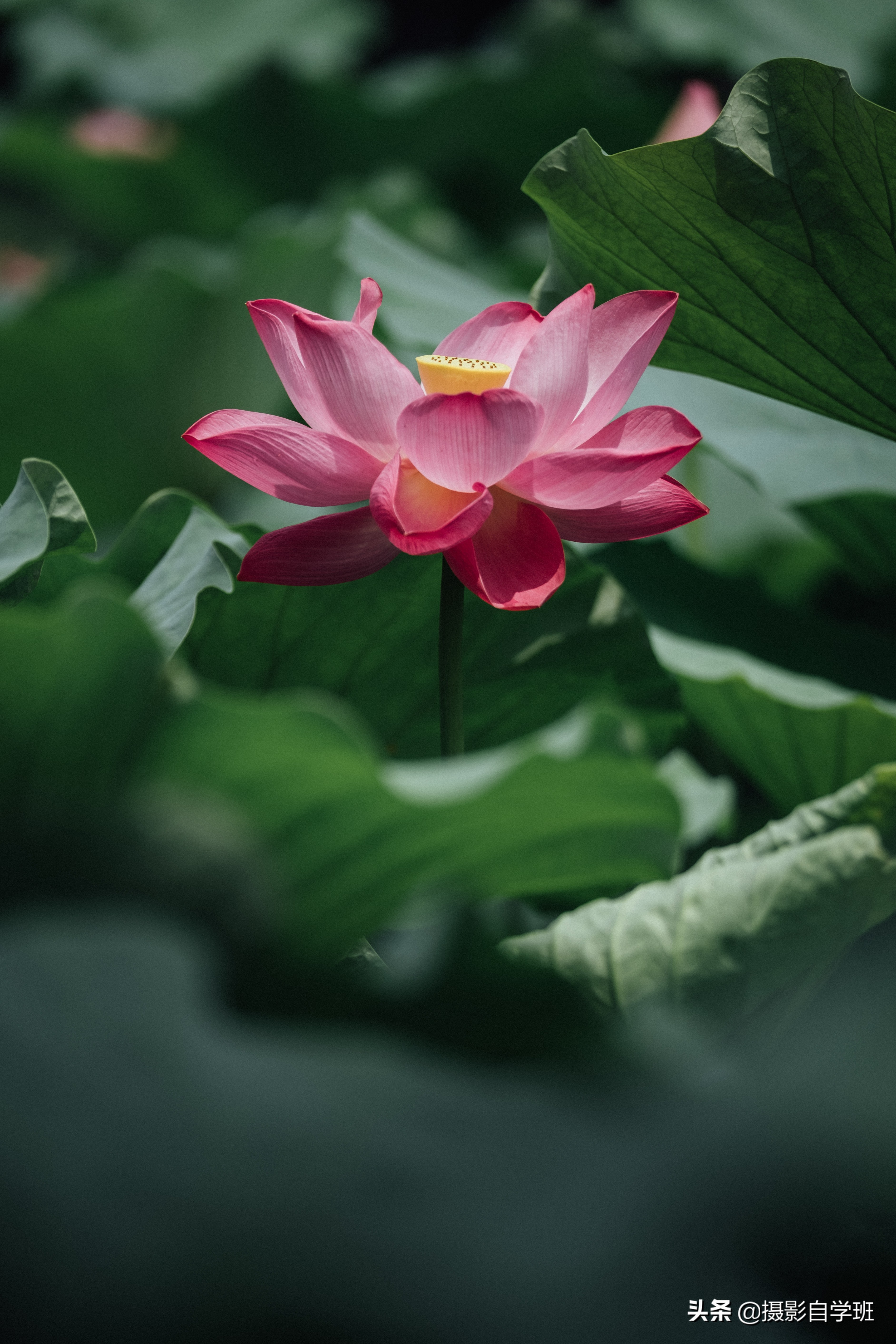 6张荷花照片点评,让你拍的荷花耐看又有新意,手机相机摄影通用
