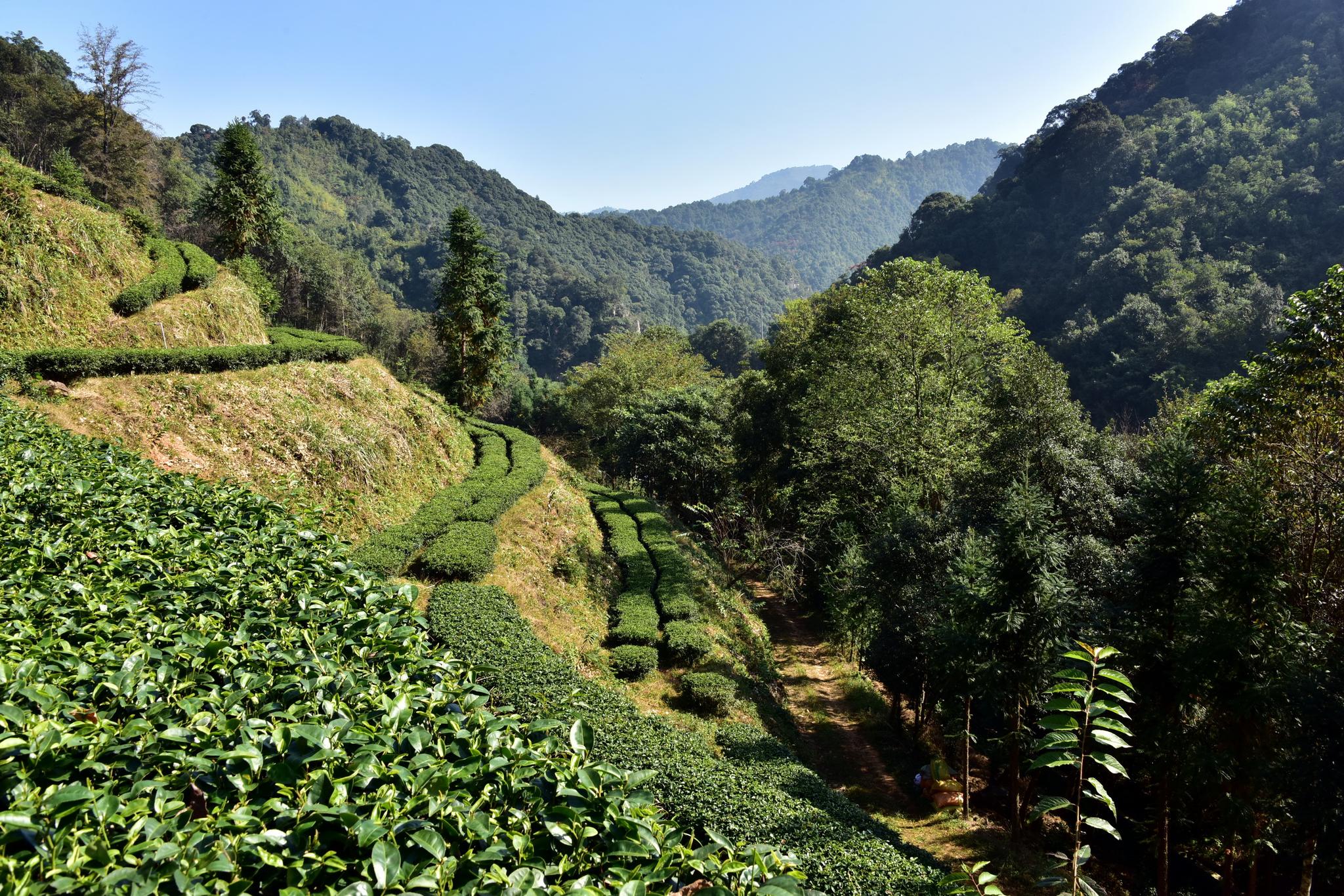 有着"物种宝库,南岭明珠"美誉的广东车八岭国家级自然保护区一景.