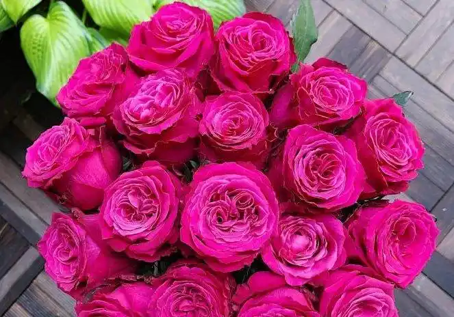 喜欢玫瑰,那就养"玫瑰精品"香格里拉,花开红如焰火,美丽优雅