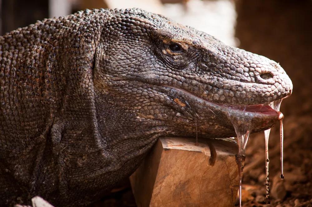 原创地球上最大的蜥蜴科莫多巨蜥