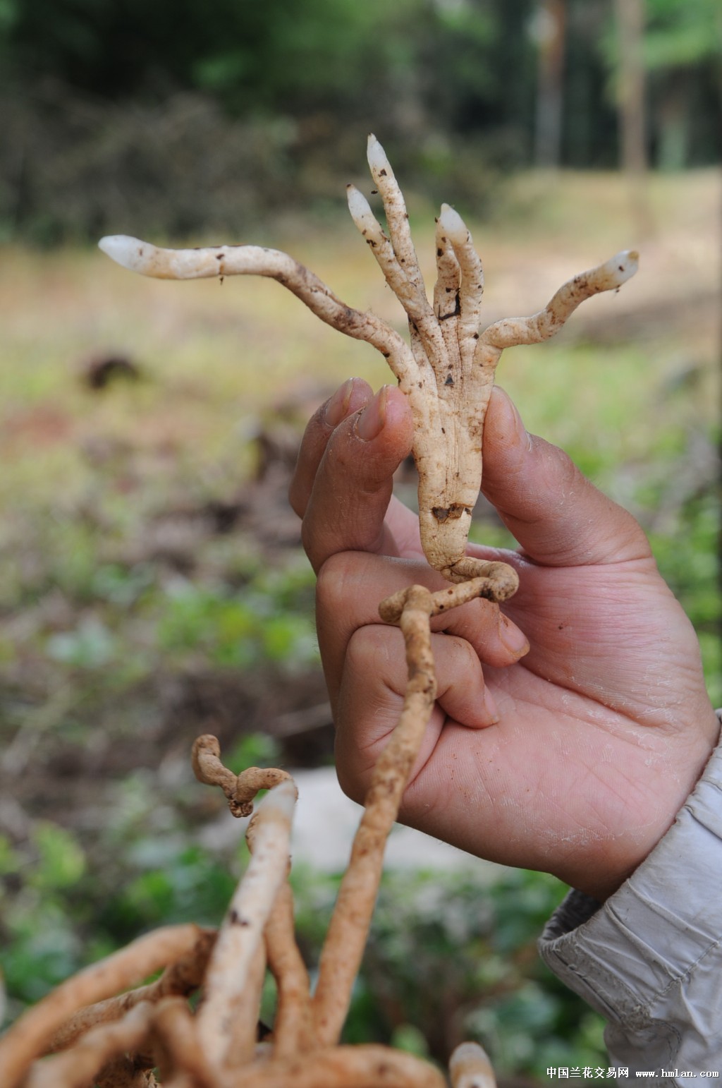 红素也练龙爪功