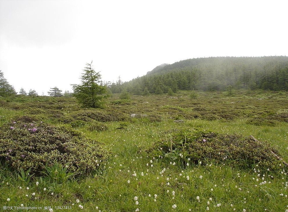 高山草甸图片