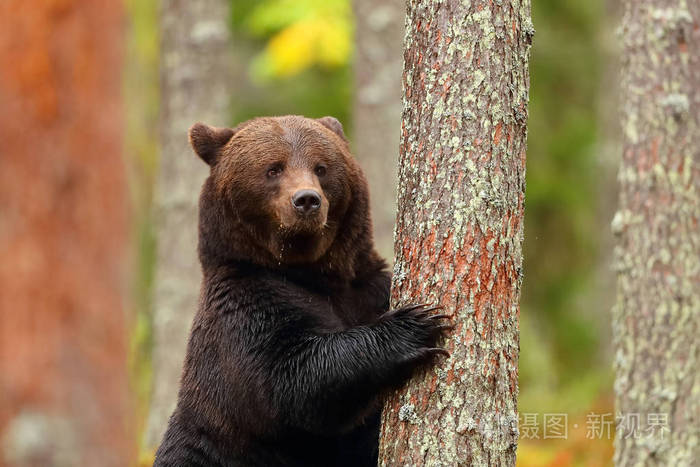 一只棕色的大熊斜倚在森林里露出一只爪子