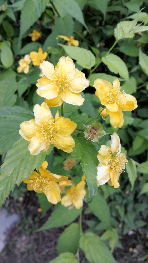 分享到:  2 分钟前  提问者采纳 棣棠花.百度可查.