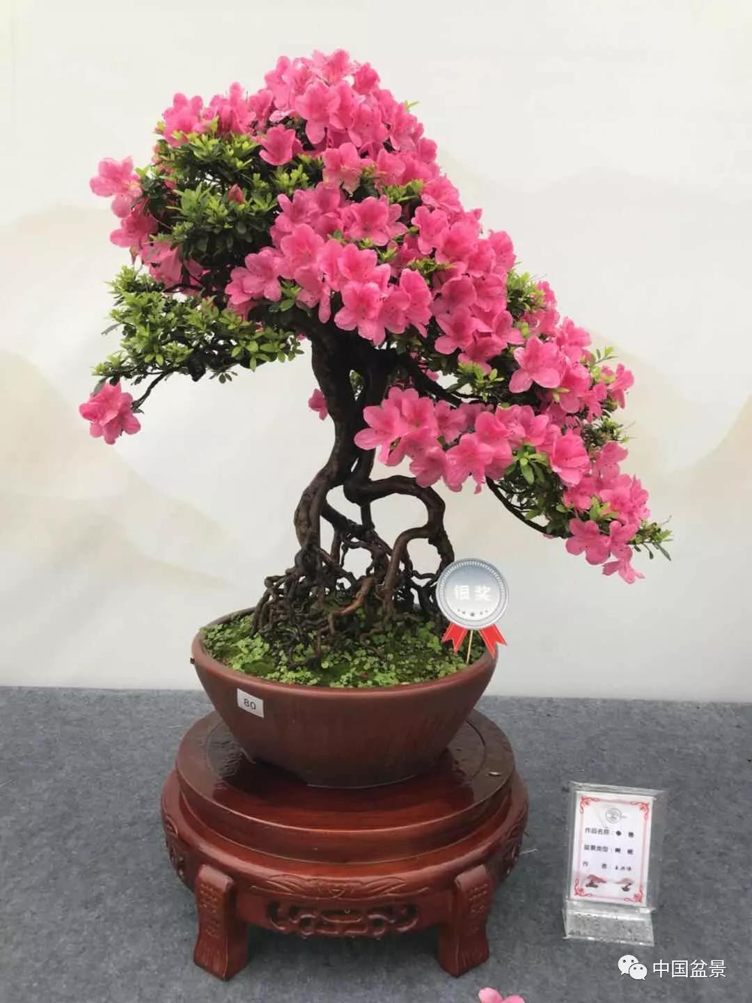 杜鹃花盆景,让人一见倾心!_造型