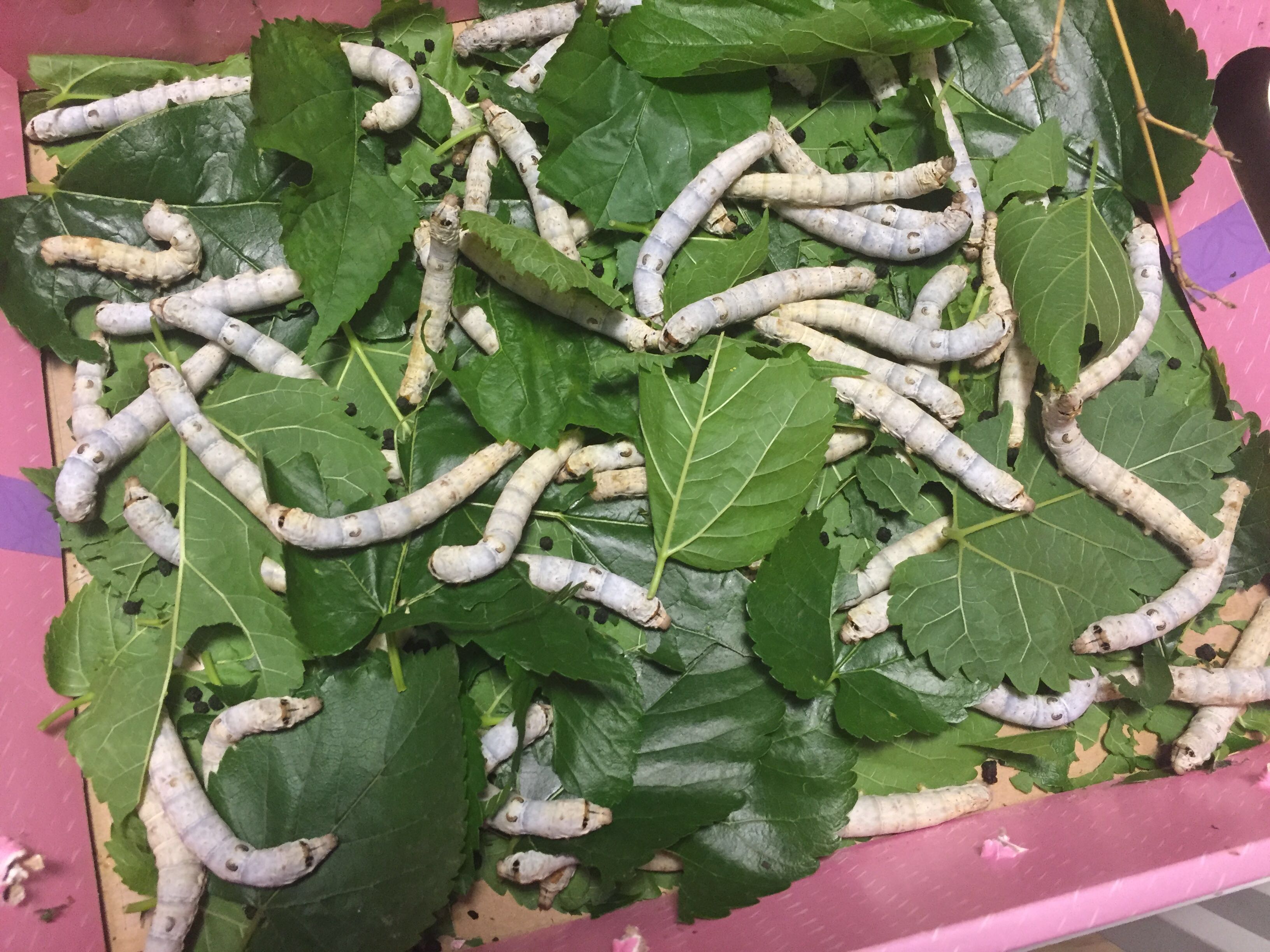 家里的蚕宝宝疯长!又白又胖!