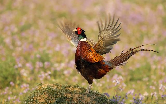 平时只能听到叫声的稚鸡原来这么美