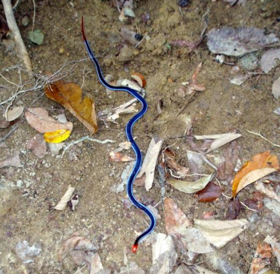 农村男子野外见到一条颜色艳丽的蛇,村里老人警告他要远离!