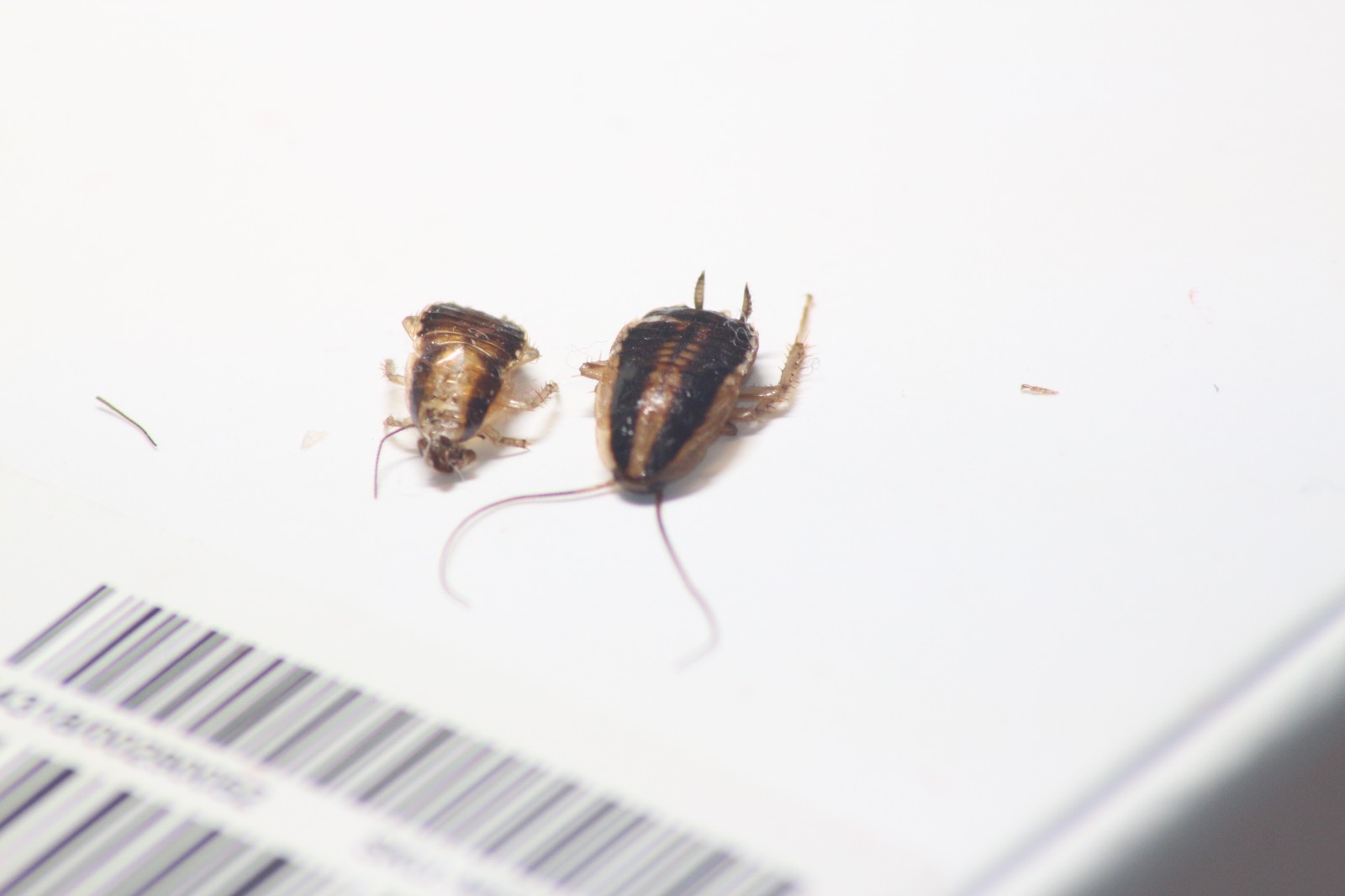 一只小虫在我的usb接口蜕皮,目测蟑螂,德国小蠊的幼虫,请问懂行的大师