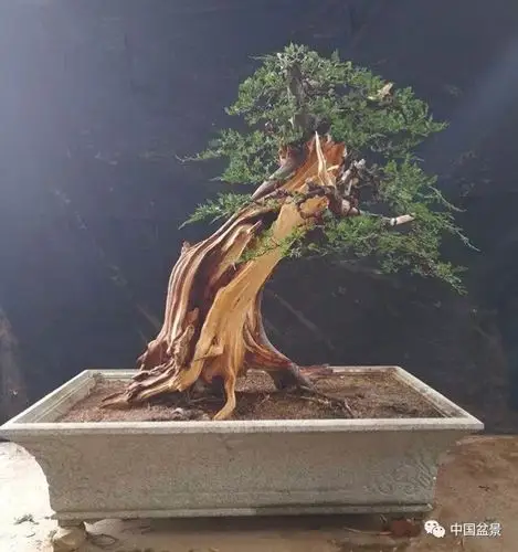 综述樊顺利大师盆景艺术特色