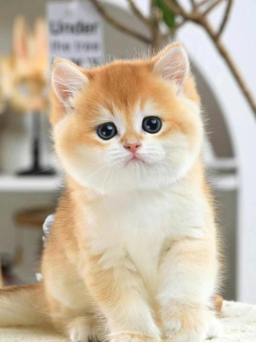 广州佛山猫舍78精品金渐层弟弟ny12色