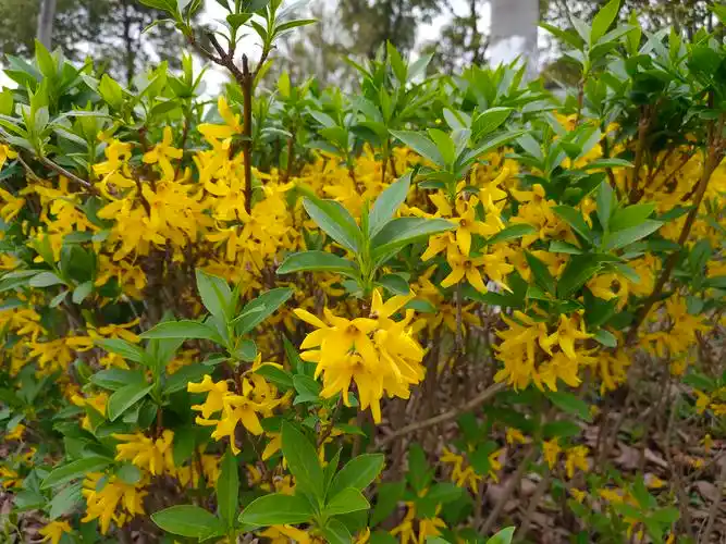 金灿灿的连翘如一个个小喇叭,吹响了春天的号角.
