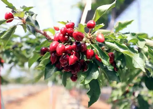 又到了吃车厘子的季节!