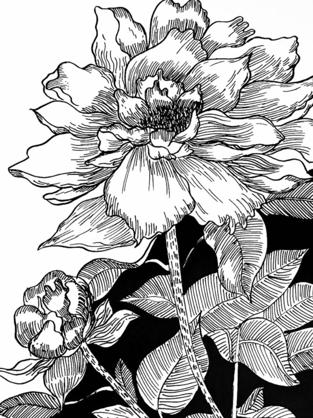 也能照进心里#画画  #画室日常 #线描  #黑白线描  #牡丹花  #创意