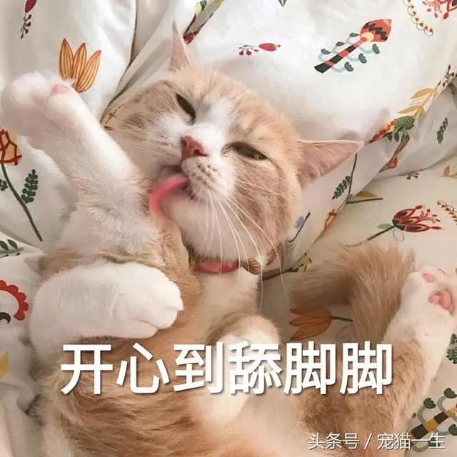 一大波最近很火的猫咪搞笑表情包奉上