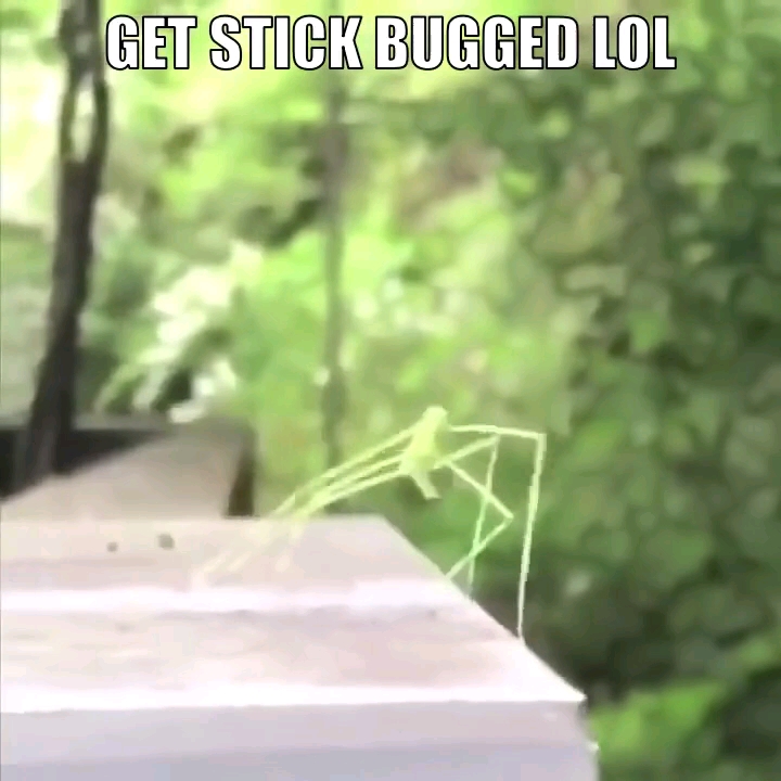 stick bug竹节虫完整版