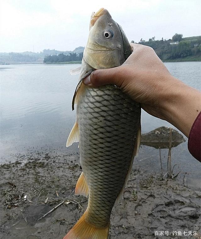 每天限钓5斤鱼,对钩门宽度也作出限制