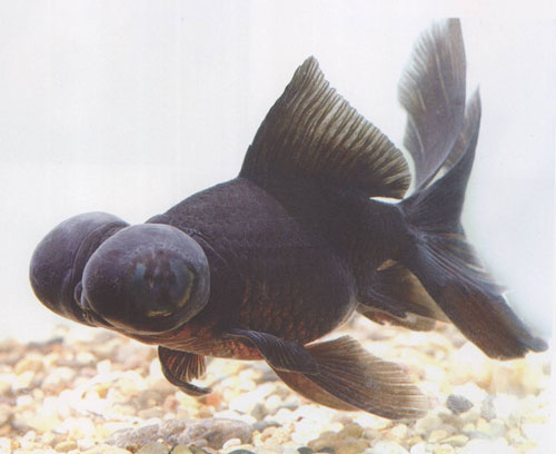 知道鱼缸如何放置的你,知道风水鱼的选择吗,速进为你带好运_金鱼