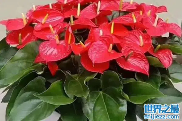 十二生肖招财花