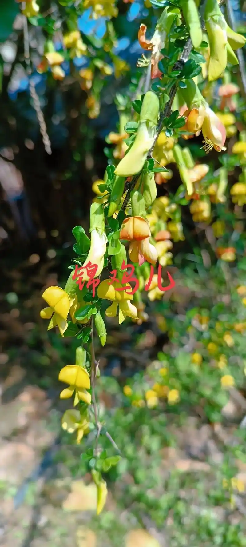 锦鸡儿,是豆科锦鸡儿属植物,灌木.树皮深褐色;小枝有棱,无毛 - 抖音