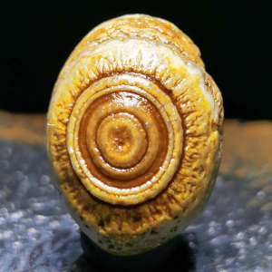 阿拉善玛瑙原石眼睛石天珠戈壁 天眼珠 天眼石 手串 手链浮雕吊坠