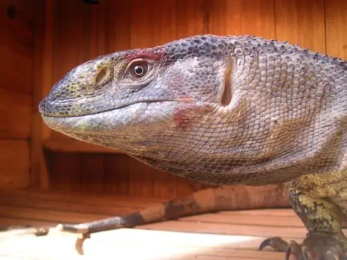 2米黑喉血战大白 - 巨蜥 爬行天下