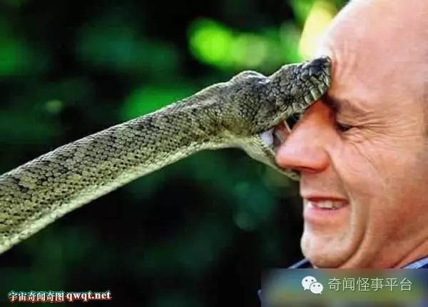 动物咬人食人的罕见恐怖画面盘点:大蛇活吞农妇