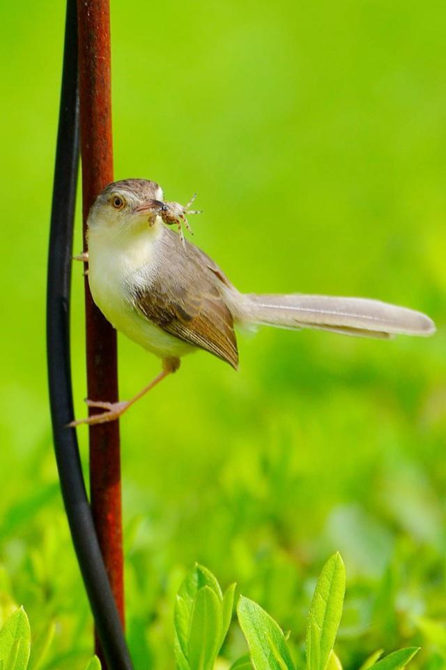 漂亮可爱的小鸟,总是让人喜欢