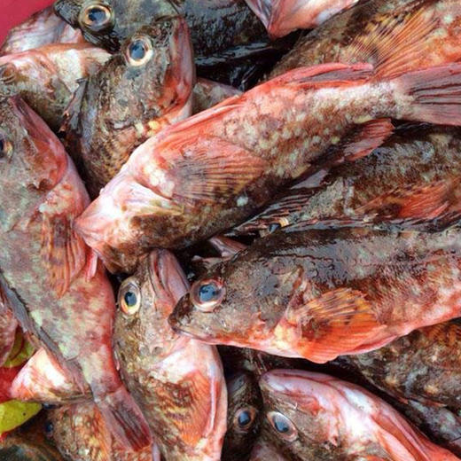 骤到 东海海鲜 野生冰鲜虎头鱼(热气) 独立装 当天捕捞