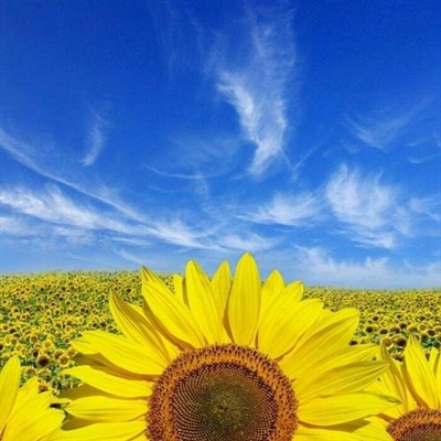 2023阳光正能量的头像(精选12张)