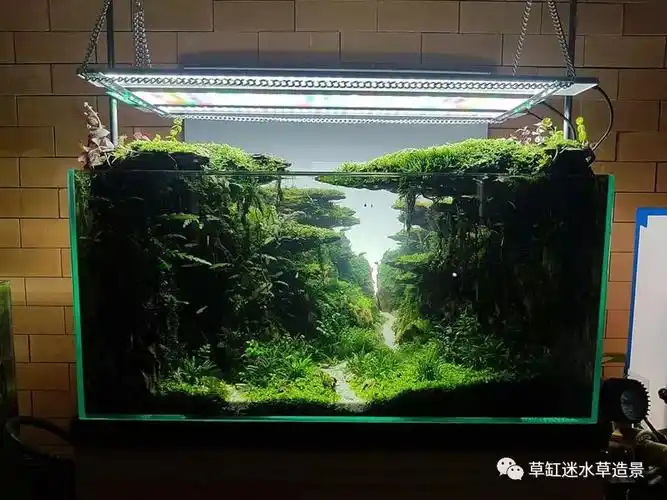 草缸小缸组欣赏高清图