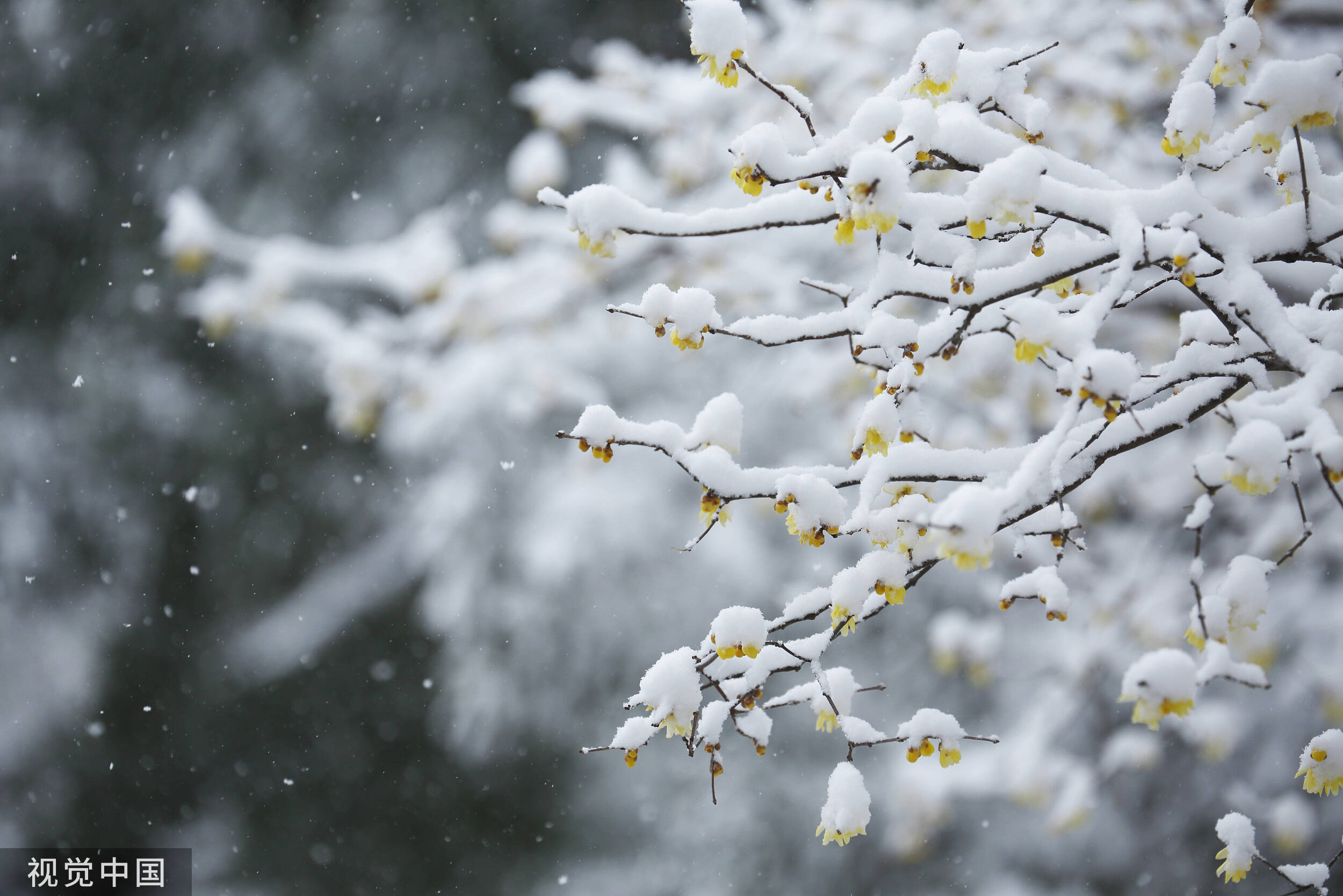 夜读丨可以预约的雪