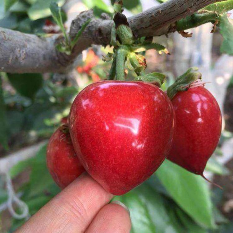 1,	红灯樱桃 红灯大樱桃是早熟品种的代表之一,果实颜色粉红或艳荷