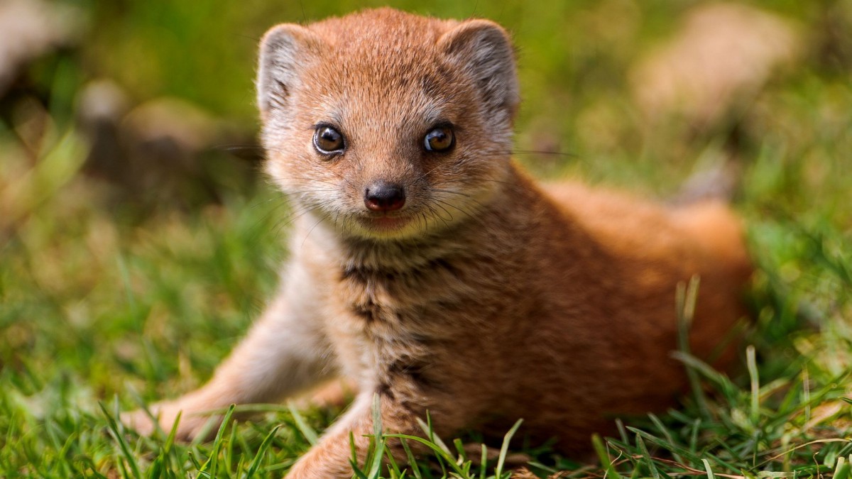 猫鼬动物壁纸116