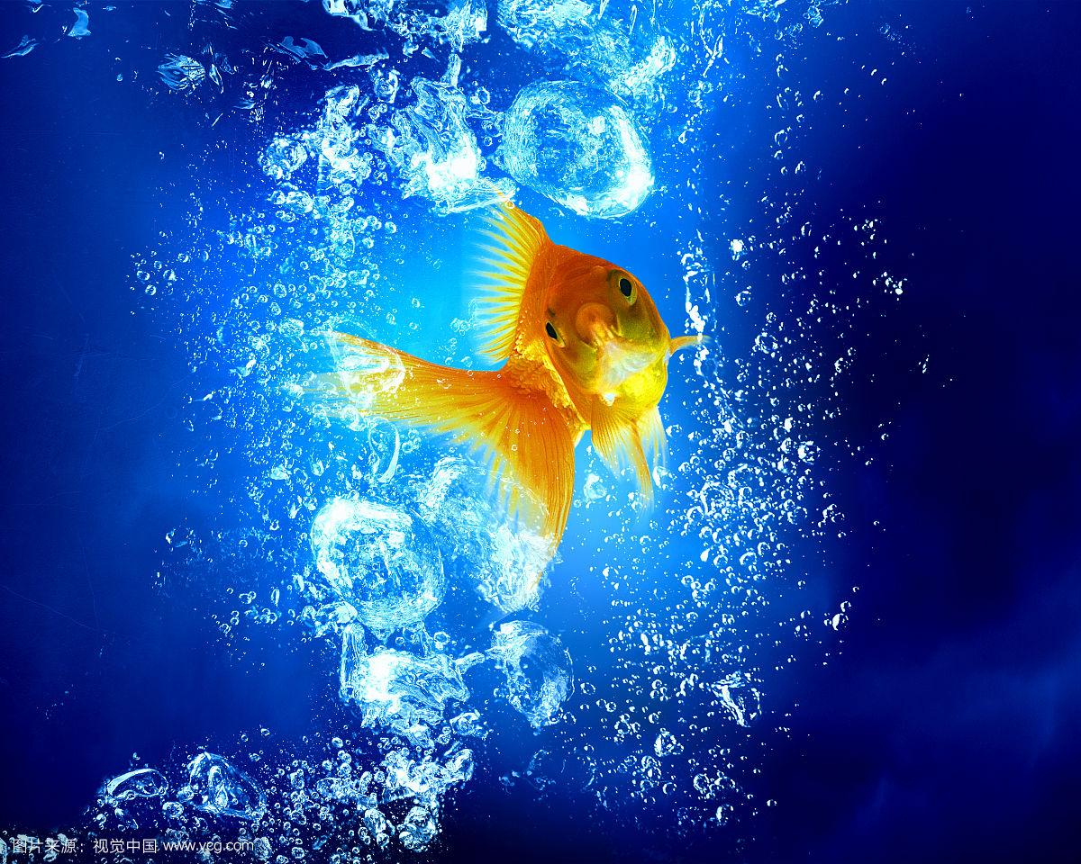 高尔夫鱼在清澈湛蓝的水中游泳