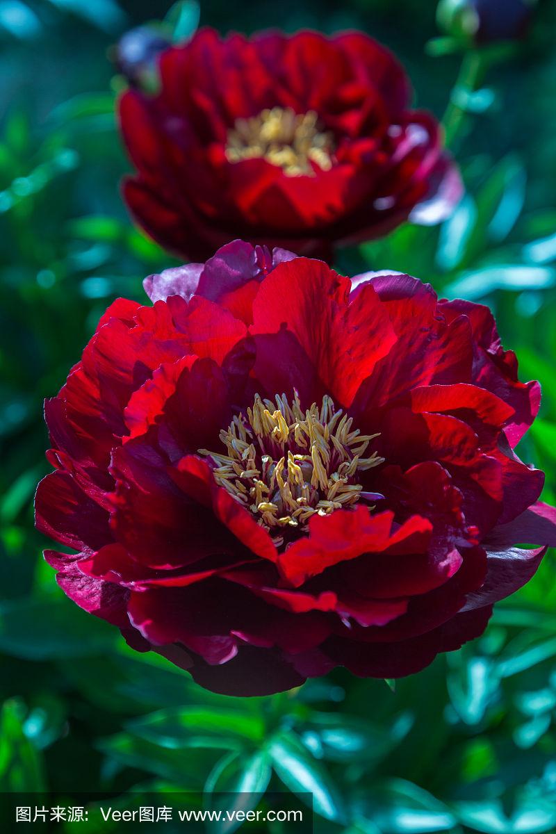 草本牡丹七叶花在花