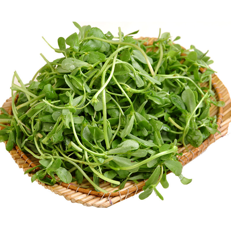新鲜现挖野生生马苋菜马齿菜蔬菜麻子五行行草其它