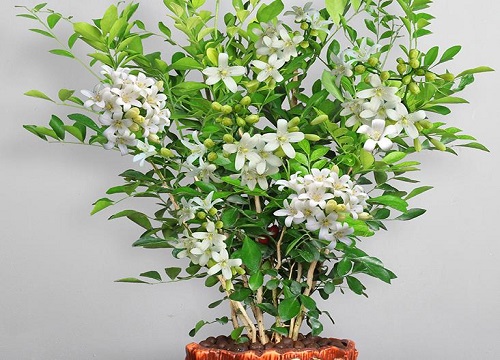 九里香可以放卧室吗-植物说