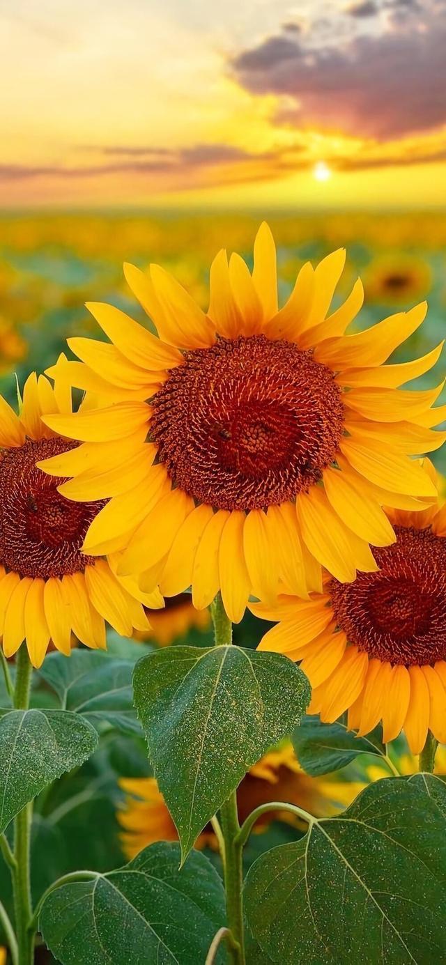 鲜花壁纸,用色彩和芬芳共同构筑了自然界的独特魅力